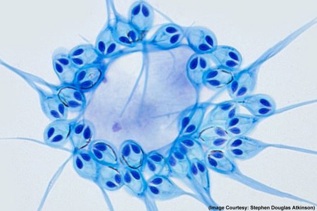 Microscopic image of Henneguya salminicola, the animal that doesn’t need oxygen to live