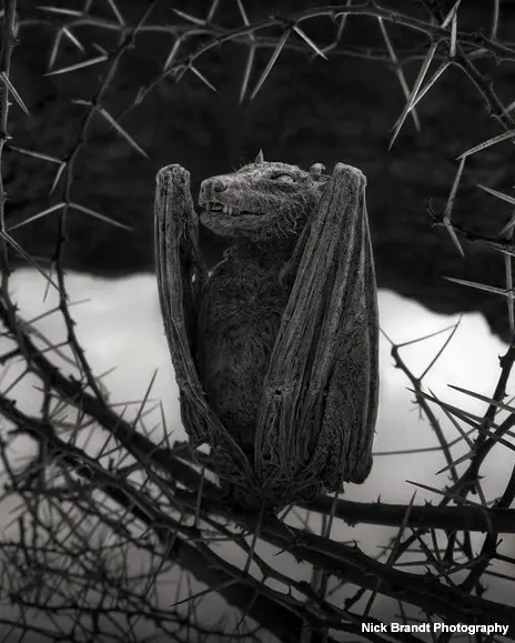 A calcified bat preserved by Lake Natron’s alkaline waters in Tanzania, photographed by Nick Brandt, showcasing how Lake Natron turns animals to stone.