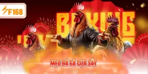 Mẹo đá gà cựa sắt